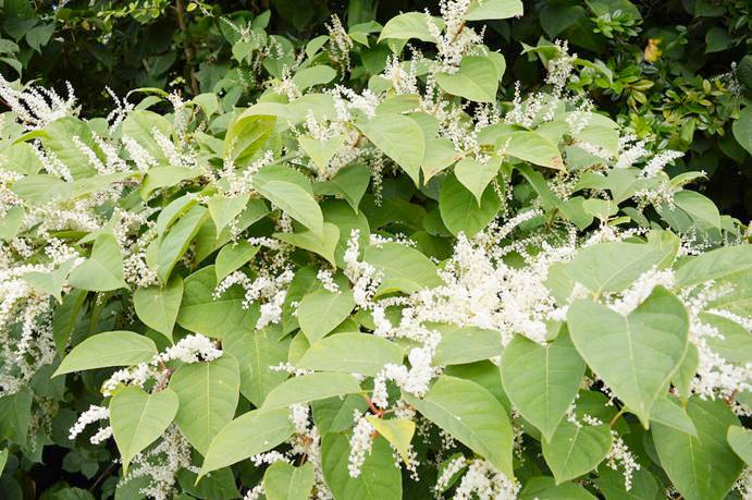 How Does Japanese Knotweed Affect the Value of a Home? - Click here to view this entry